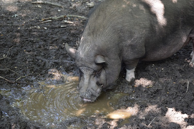 C罗是猛兽 C罗是猛兽